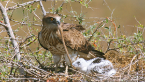 חיוויאי בוגר וגוזלו בקן (צילום: יורם שפירר)