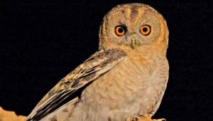 לילית המדבר (צילום: הדורם שיריחי)