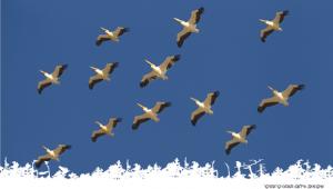 צילום: תומס קרומנקר