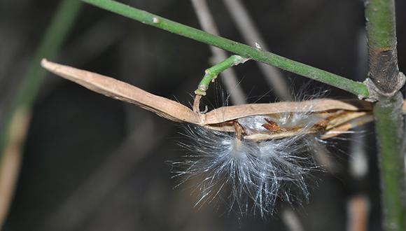 סיור מודרך בגנים הבוטניים של אוניברסיטת תל אביב סיור מודרך בגנים הבוטניים של אוניברסיטת תל אביב