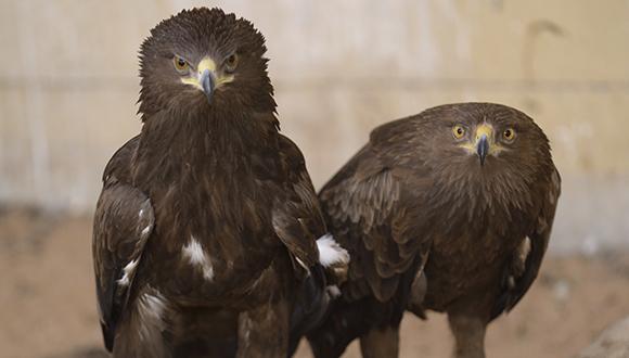 סיור מודרך בגן הזואלוגי של אוניברסיטת תל-אביב
