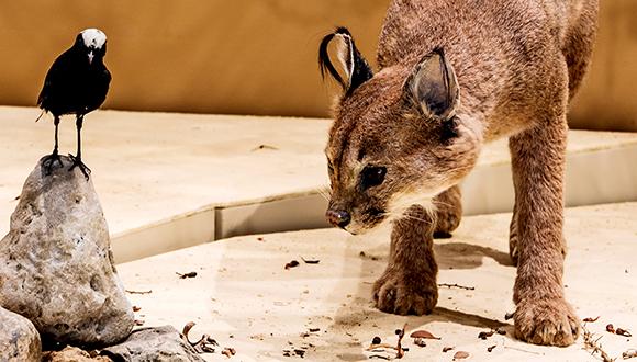 התנהגות בעלי חיים - כנס לכבודו של פרופסור אילן גולני בהגיעו לגבורות התנהגות בעלי חיים - כנס לכבודו של פרופסור אילן גולני בהגיעו לגבורות