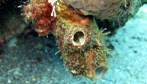 מחקר חדש גילה יצור ימי שיודע לפלוט את כל מערכת העיכול שלו בעת סכנה, ואז לבנותה מחדש מחקר חדש גילה יצור ימי שיודע לפלוט את כל מערכת העיכול שלו בעת סכנה, ואז לבנותה מחדש