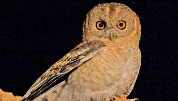 לילית המדבר (צילום: הדורם שיריחי) לילית המדבר (צילום: הדורם שיריחי)