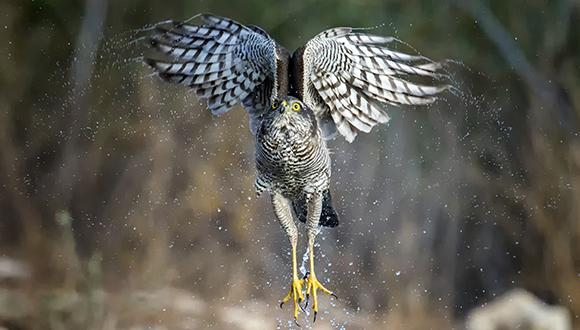 צילום: שחר כהן