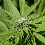 מינון נמוך של מריחואנה עשוי להגן מפני נזק מוחי ונזק לבבי מינון נמוך של מריחואנה עשוי להגן מפני נזק מוחי ונזק לבבי